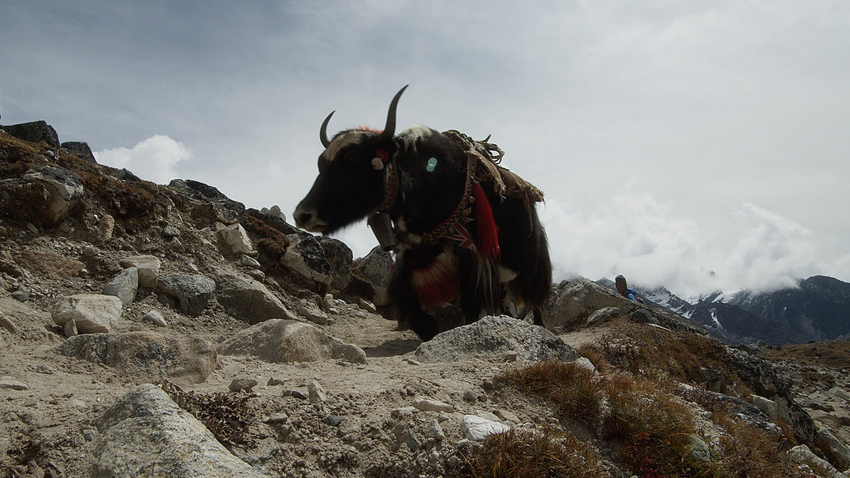 Everest Base Camp Trek