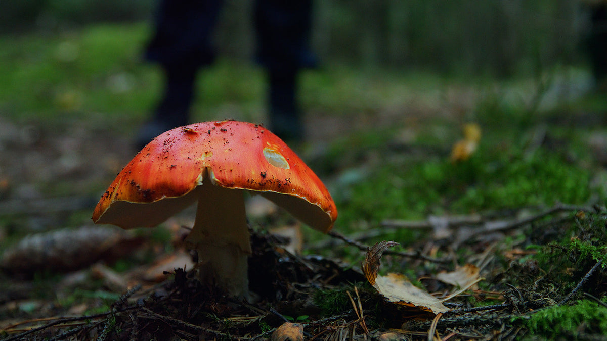 Mushroom Foraging