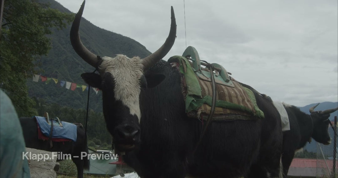 KF-EBC-0047 stock footage thumbnail