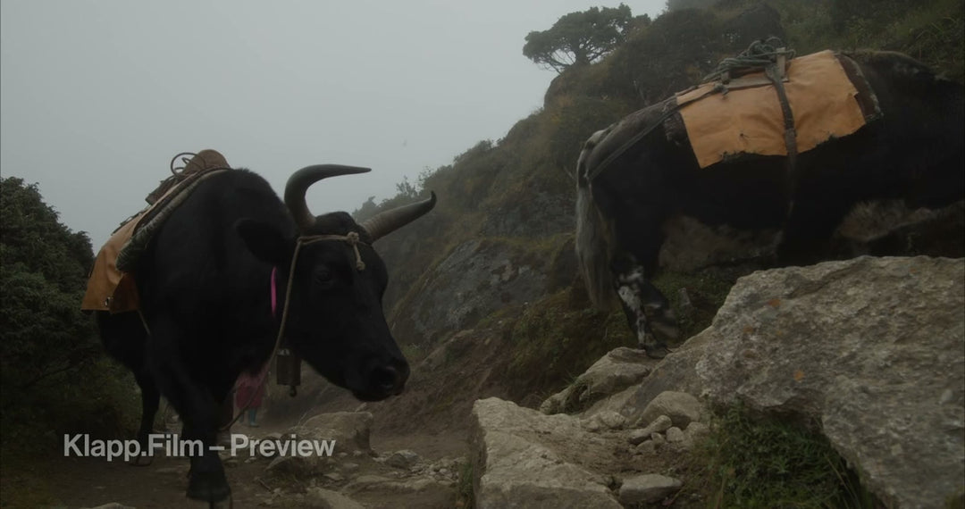 KF-EBC-0129 stock footage thumbnail