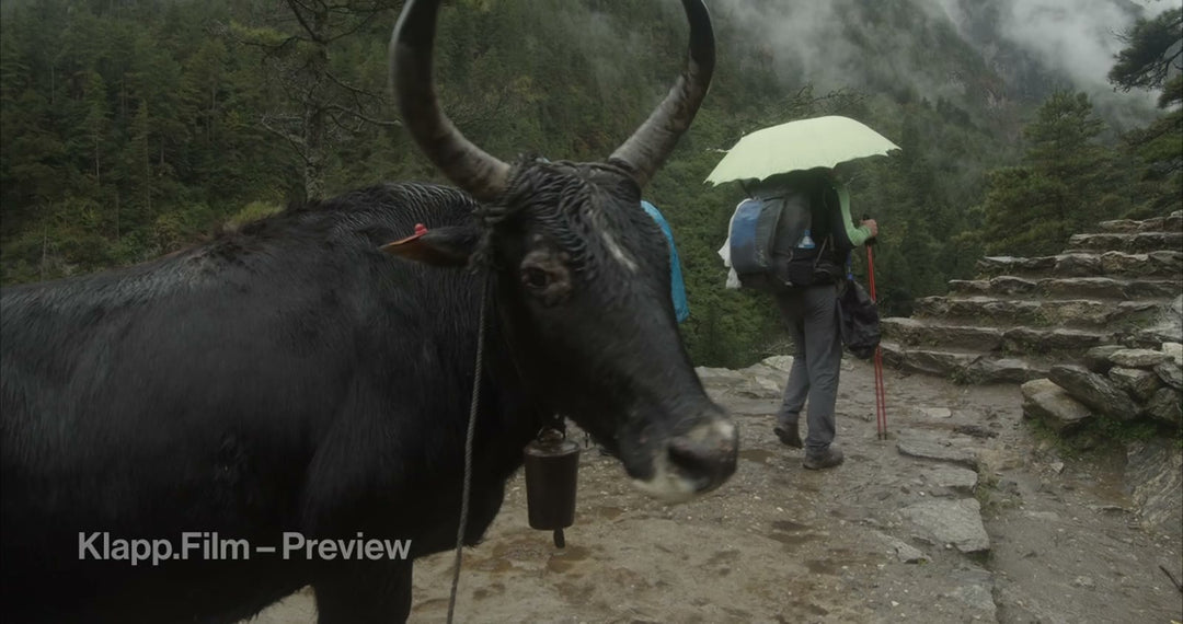 KF-EBC-0151 stock footage thumbnail