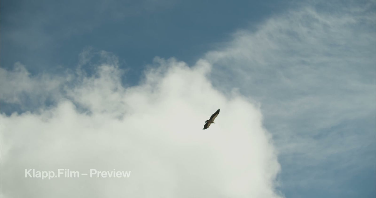 KF-EBC-0194 stock footage thumbnail