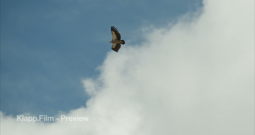 KF-EBC-0195 stock footage thumbnail