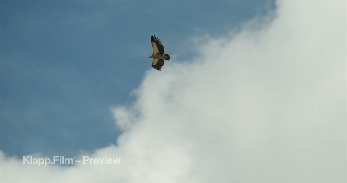 KF-EBC-0195 stock footage thumbnail