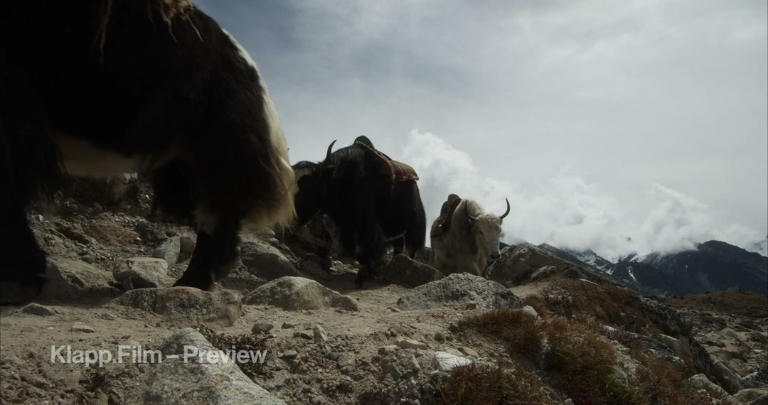 KF-EBC-0294 stock footage thumbnail
