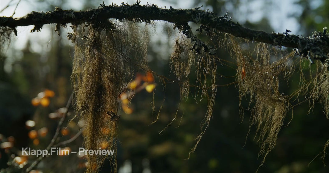 KF-HDS-0096 stock footage thumbnail