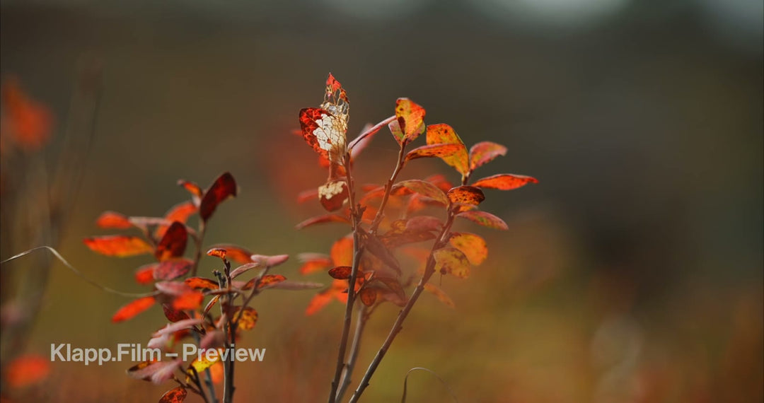 KF-HDS-0114 stock footage thumbnail