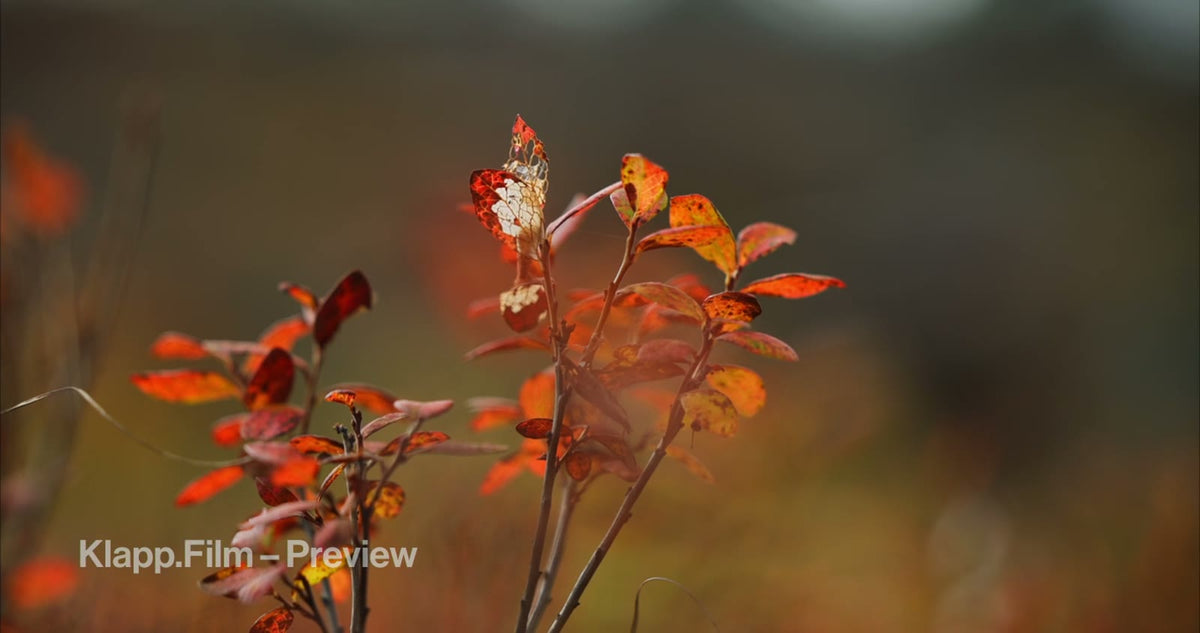 KF-HDS-0114 stock footage thumbnail