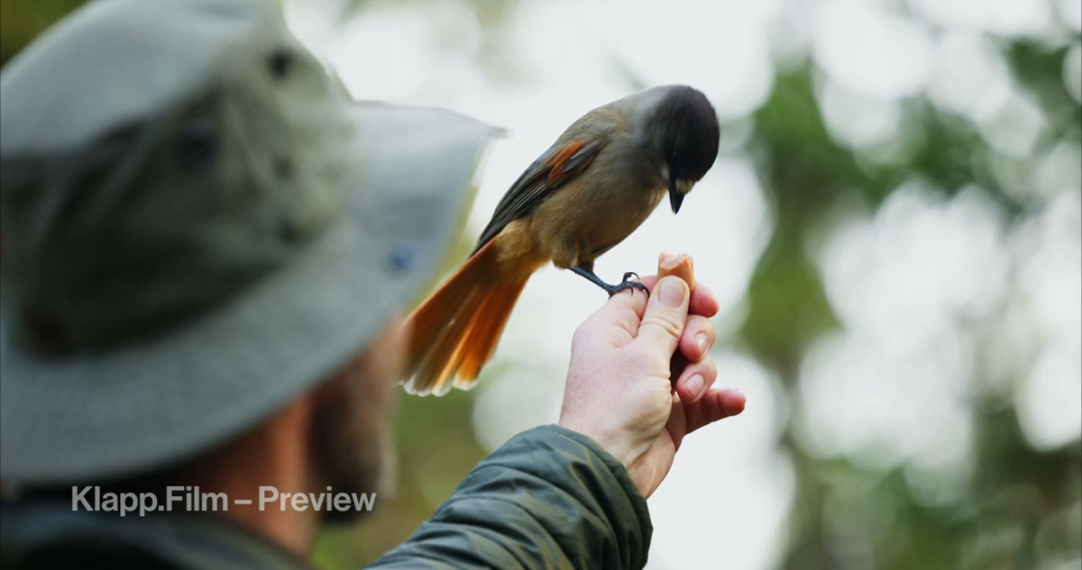KF-HDS-0121 stock footage thumbnail