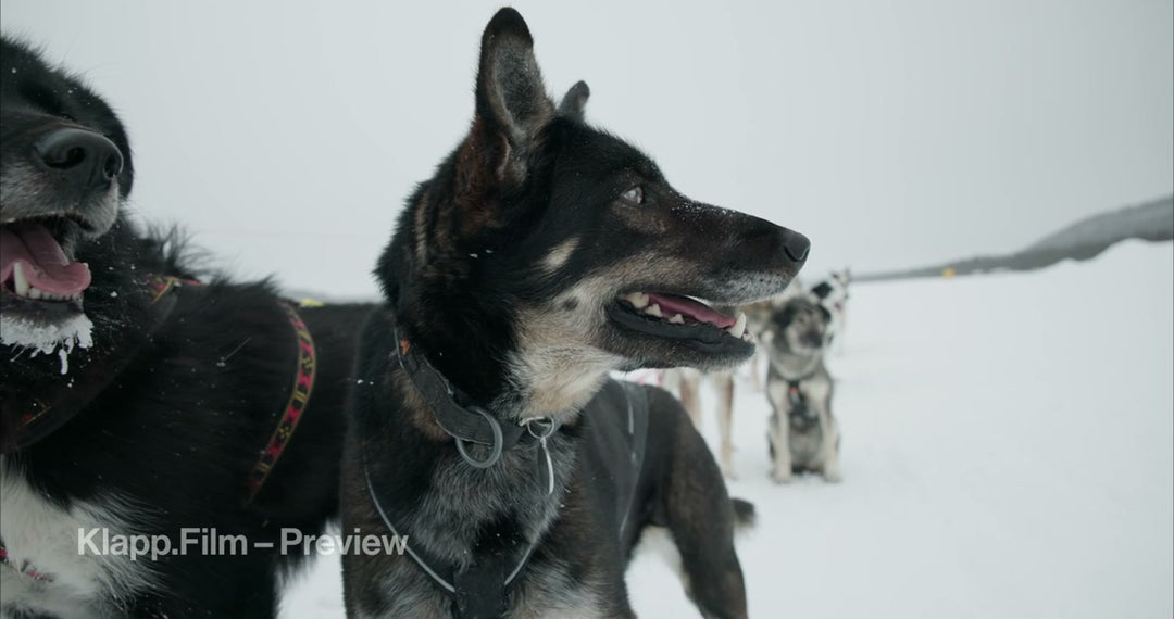 KF-ICH-0112 stock footage thumbnail