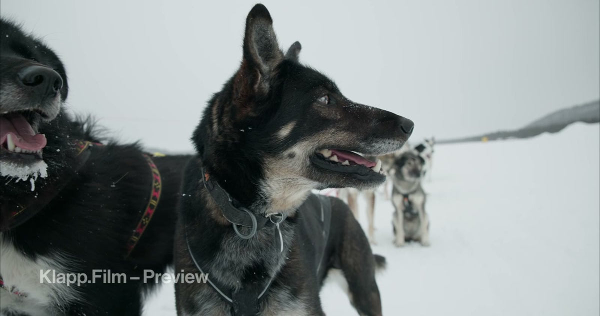 KF-ICH-0112 stock footage thumbnail