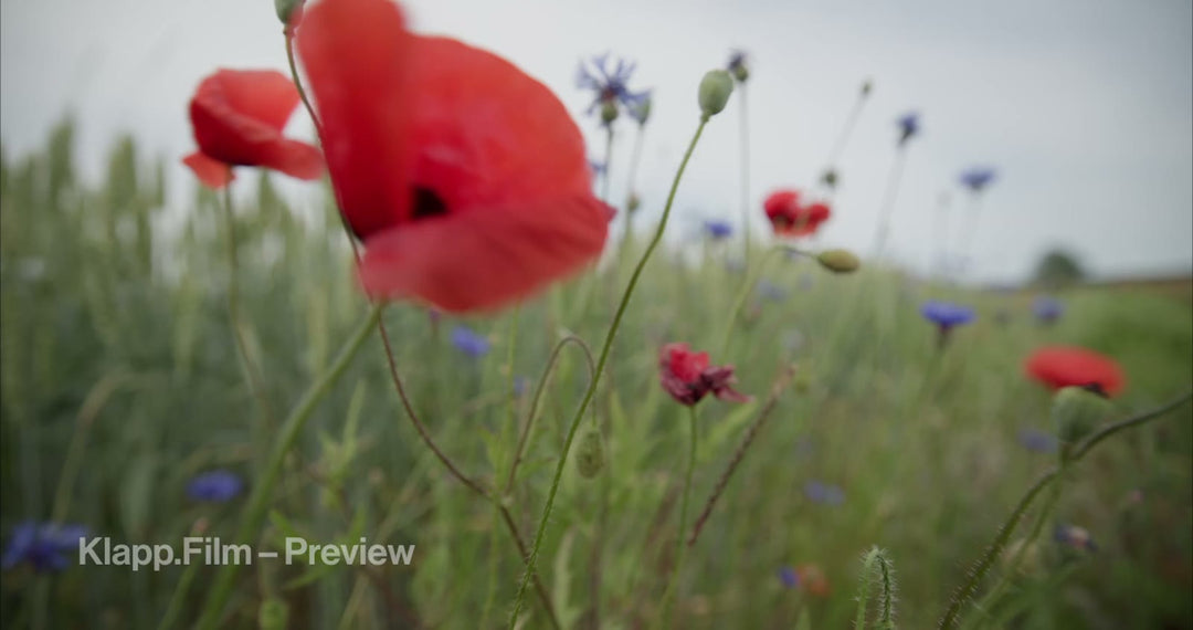 KF-MT2-0073 stock footage thumbnail