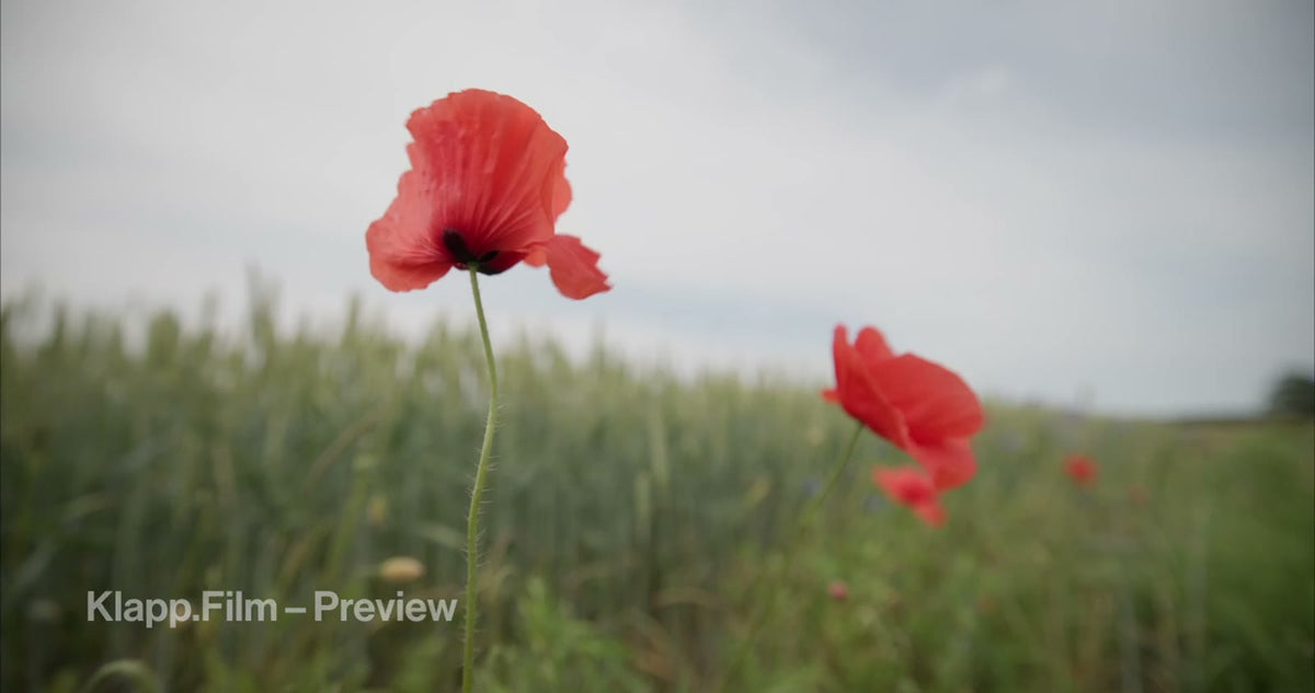 KF-MT2-0074 stock footage thumbnail