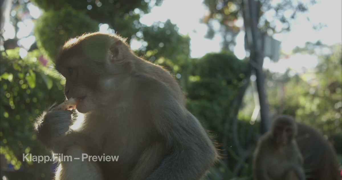 KF-NKA-0114 stock footage thumbnail