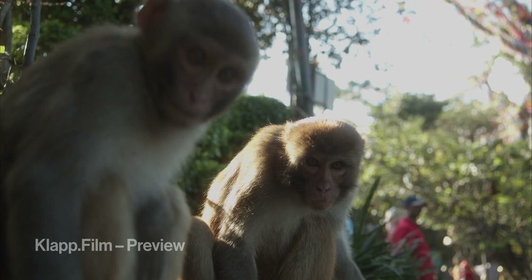 KF-NKA-0115 stock footage thumbnail