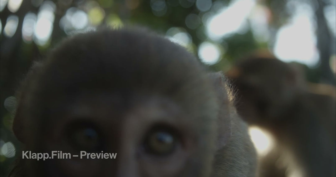 KF-NKA-0116 stock footage thumbnail
