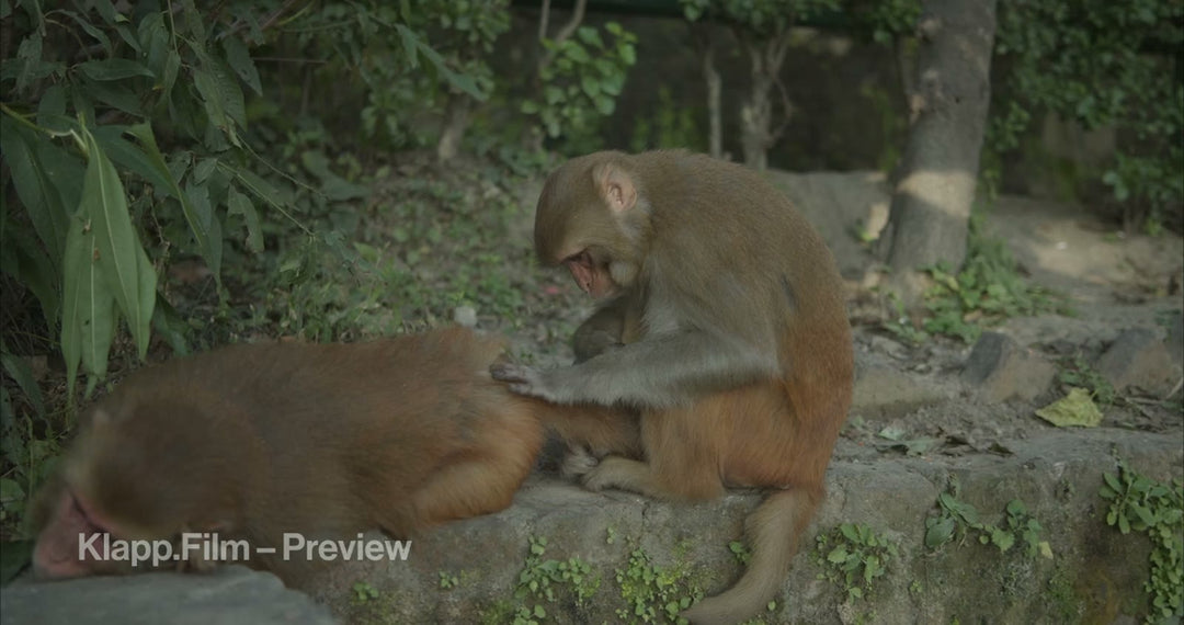 KF-NKA-0124 stock footage thumbnail