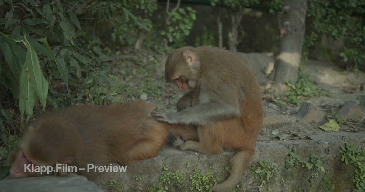 KF-NKA-0124 stock footage thumbnail