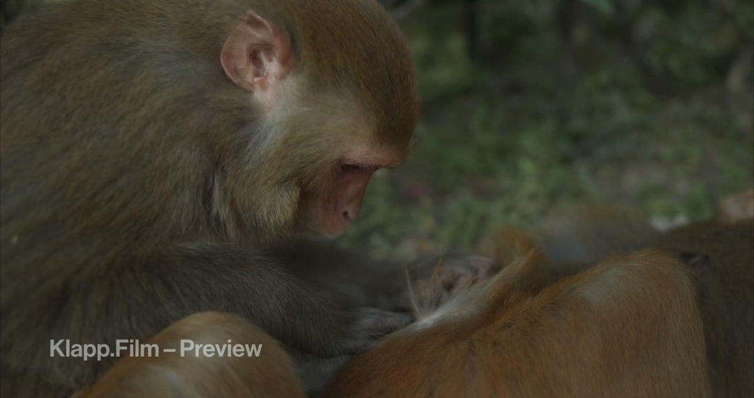 KF-NKA-0127 stock footage thumbnail