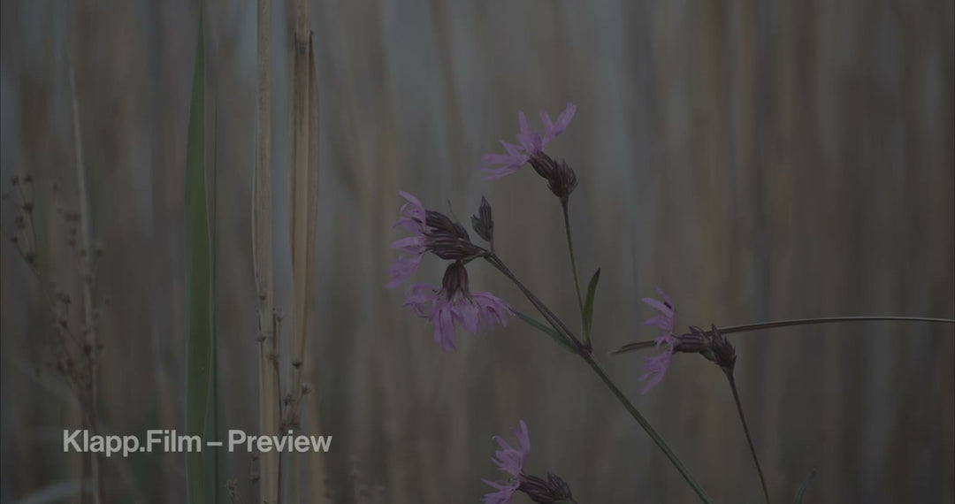 KF-RSE-0108 stock footage thumbnail