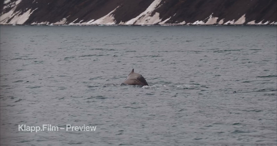KF-SVA-0101 stock footage thumbnail