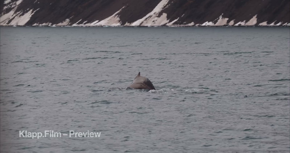 KF-SVA-0101 stock footage thumbnail