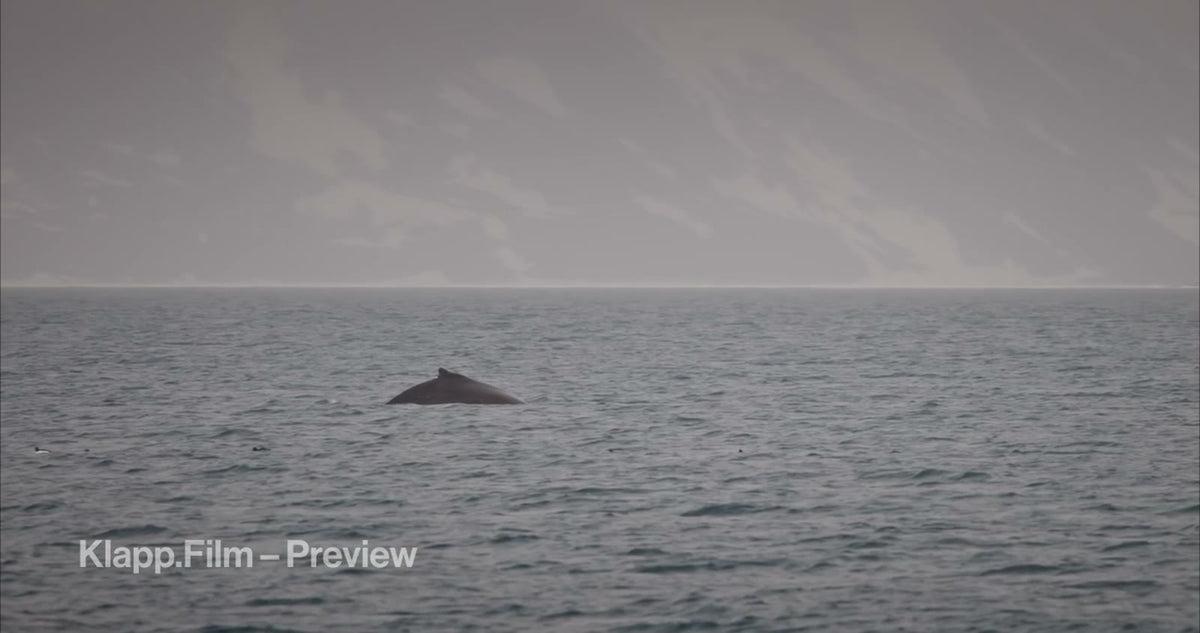 KF-SVA-0102 stock footage thumbnail