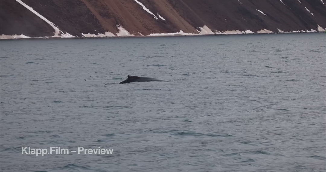KF-SVA-0104 stock footage thumbnail