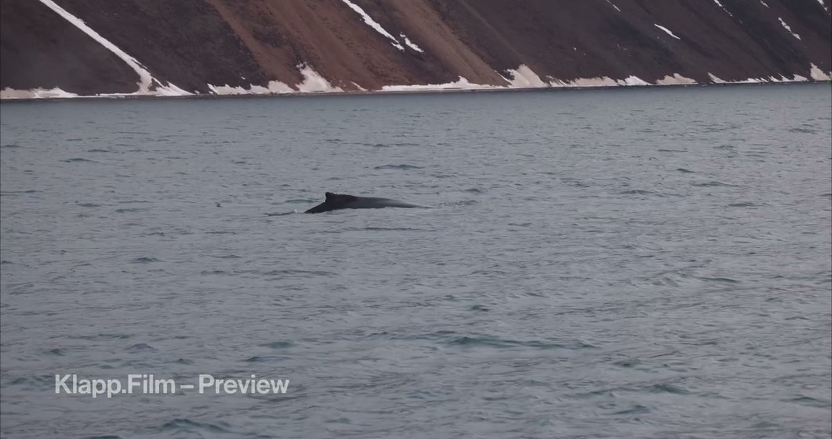 KF-SVA-0104 stock footage thumbnail