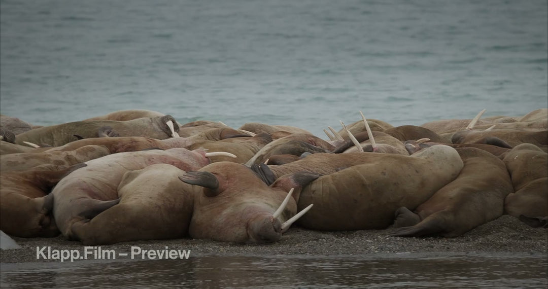 KF-SVA-0156 stock footage thumbnail