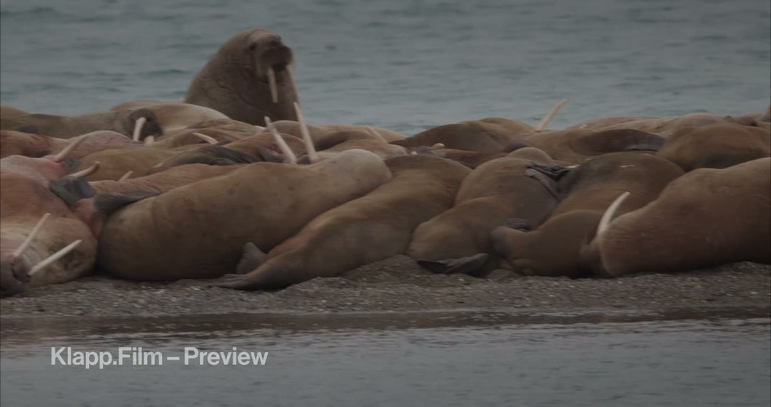 KF-SVA-0160 stock footage thumbnail