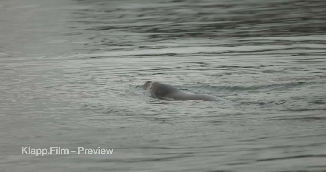 KF-SVA-0188 stock footage thumbnail