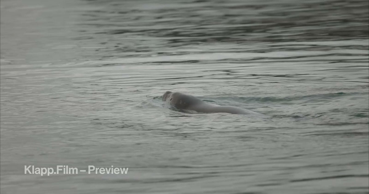 KF-SVA-0188 stock footage thumbnail